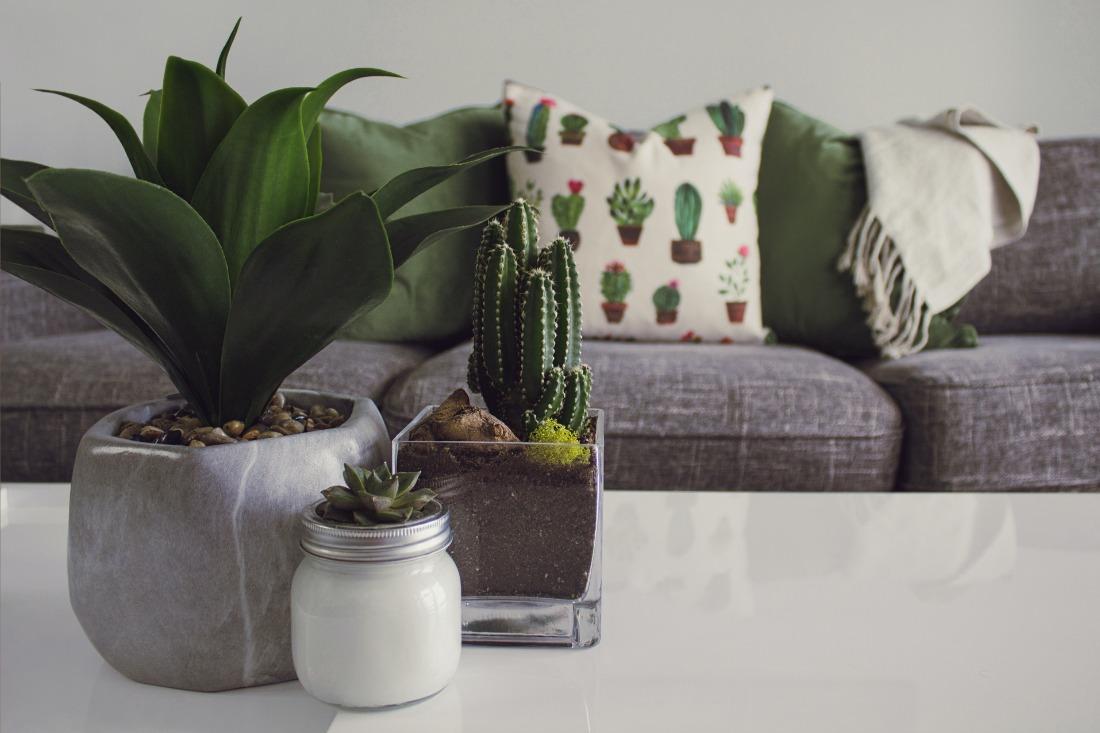 canapé avec un cactus